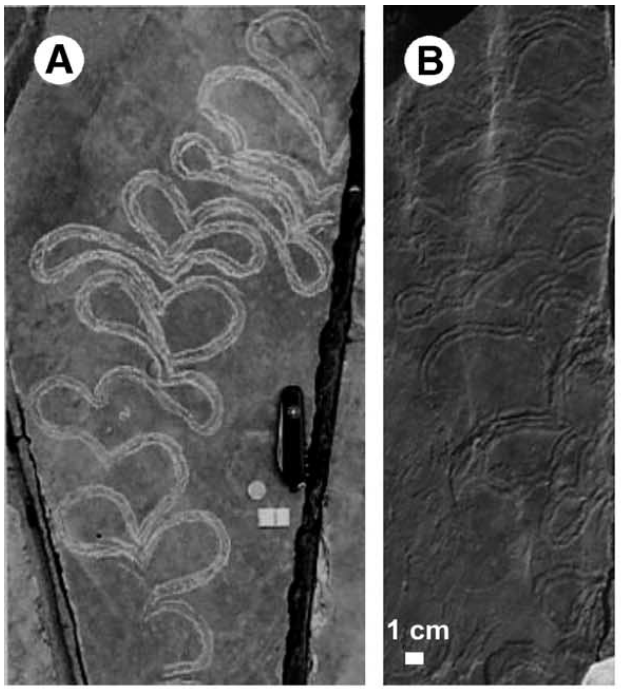 Trace fossils